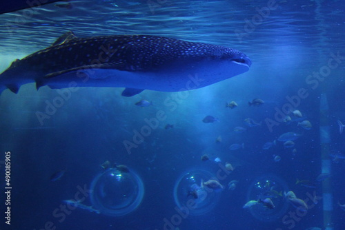 Whale shark swimming in an aquarium © 康宏 柿本