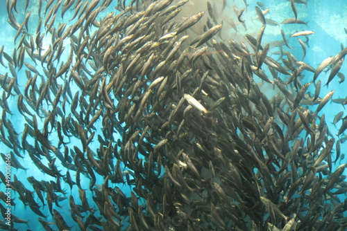 A school of fish swimming in an aquarium