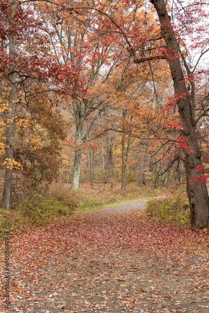 Naklejka premium A walking trail winding through a colorful autumn forest.