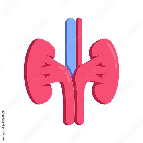 kidney icon vector. medical icon