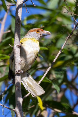 A Rufous-browed Peppershrike also know as Pitiguari perched on the branches of a tree. Species Cyclarhis gujanensis. Animal world. Birdwatching.  Birding. photo