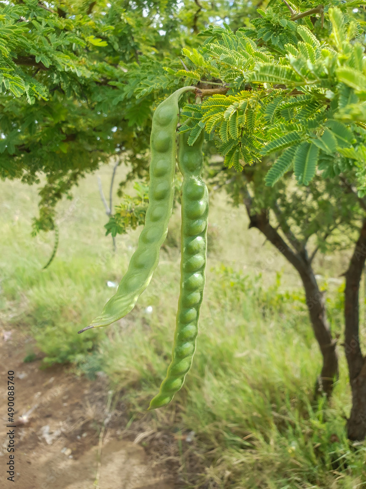 Naklejka premium the gum arabic tree with seed pots hanging from it