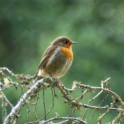 Erithacus rubecula. European robin