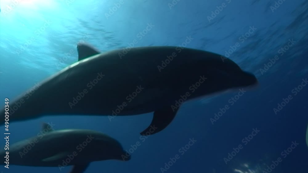 Bottlenose dolphins, tursiops truncatus approach in backlight in clear blue water of the south pacific ocean and pass in front of the camera Bottlenose dolphins, tursiops truncatus approach in backlight in clear blue water of the south pacific ocean and pass in front of the camera