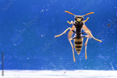 A trapped wasp with the colors of Ukraine Flag  Stop War  Release Ukraine Background.