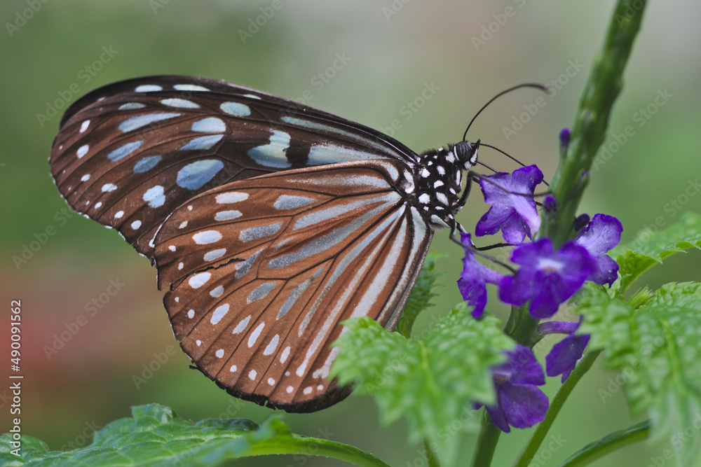 Papillon Ideopsis similis noir et bleu se nourrissant du nectar de fleurs bleues à Taïwan Papillon Ideopsis similis noir et bleu se nourrissant du nectar de fleurs bleues à Taïwan
