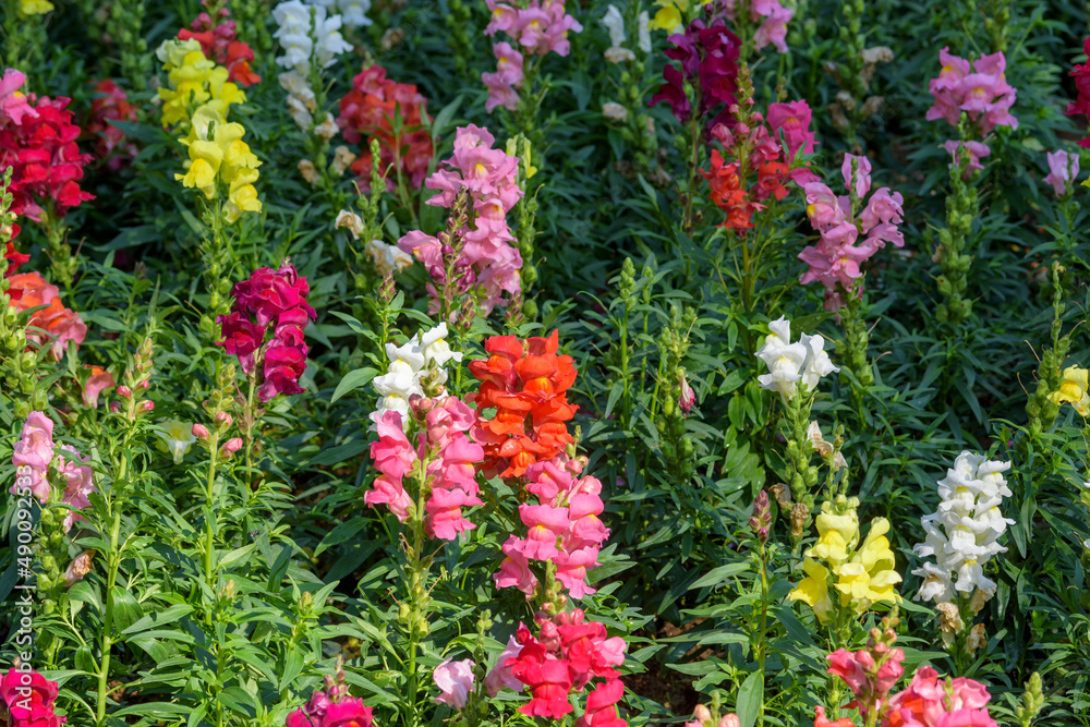 Antirrhinum majus dragon flower also known as Snap Dragons and Tagetes patula is blooming in the garden