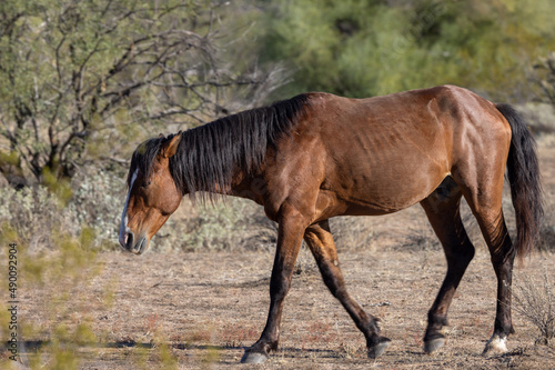 Wild Horse in the Arizona Desert