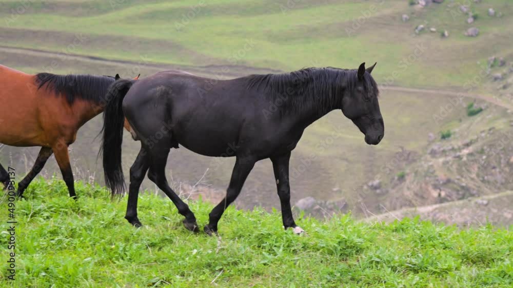 A small herd of wild horses grazes on a pasture with green grass in a mountainous area. Foals and adult horses in the pasture A small herd of wild horses grazes on a pasture with green grass in a mountainous area. Foals and adult horses in the pasture
