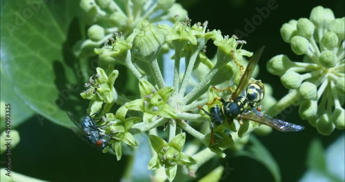 Close-up shot of a wasp on the flower of an ivy hedge. 