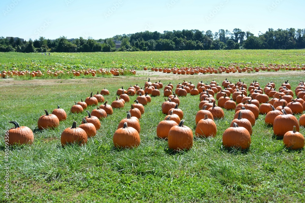Fototapeta premium field of pumpkins