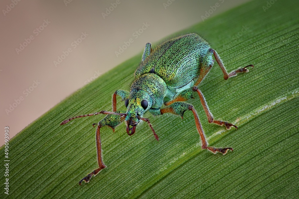 Fototapeta premium the beetle is sitting on a plant
