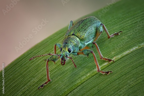 the beetle is sitting on a plant