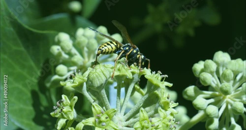 Close-up shot of a wasp on the flower of an ivy hedge. A fly joins it.