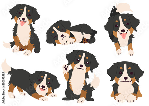 The collection of puppy Bernese mountain in many actions. Graphic resource about Bernese mountain for graphic, content, etc. 