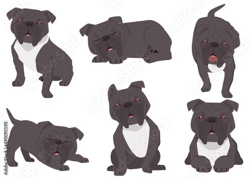 The collection of Pitbull  in many actions. Graphic resource about Pitbull for graphic, content, etc. 