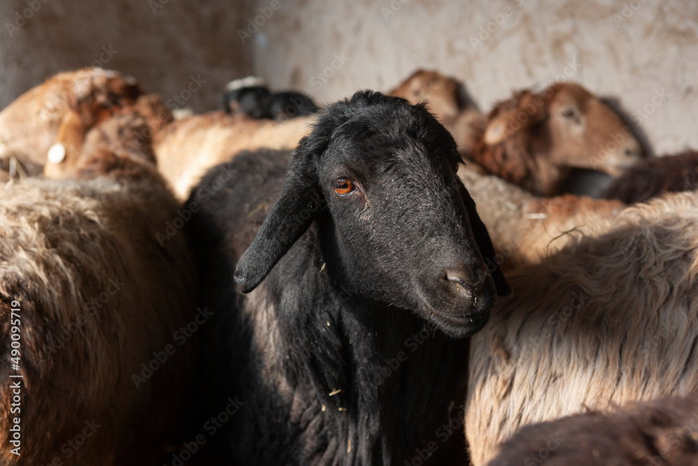 Sheeps in a farm, Tashkurgan County, Xinjiang, China Sheeps in a farm, Tashkurgan County, Xinjiang, China