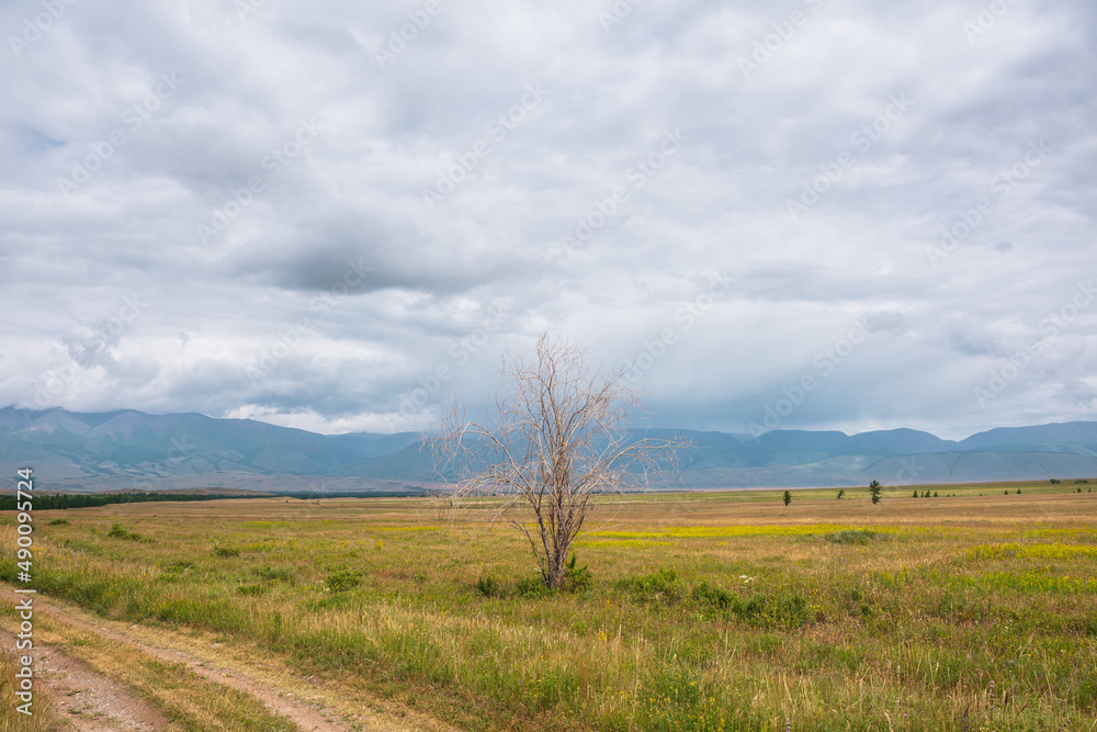 Dramatic view to old dry tree in sunlit steppe against somber large mountains in low clouds during rain. Gloomy landscape with high mountain range in rain and steppe in sunlight in changeable weather.