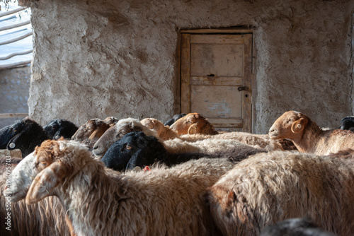 Sheeps in a farm, Tashkurgan County, Xinjiang, China photo