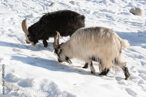 Goats looking for food in a snowy road, Tashkurgan County, Xinjiang, China photo