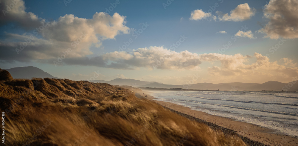 Fototapeta premium Grassy sand dunes blowing on the beach during sunset.