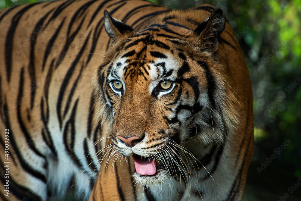 The tiger stands to look at something with interest. The tiger stands to look at something with interest.