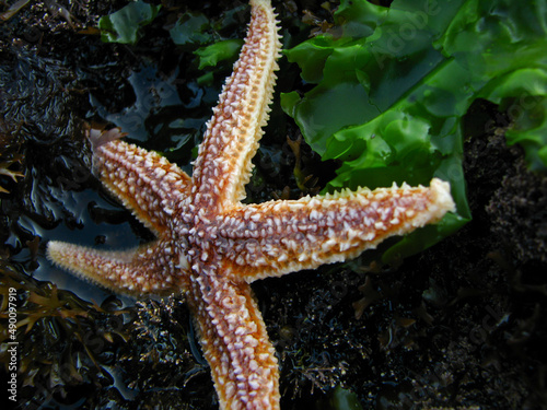 Colorful starfish in tidal pool