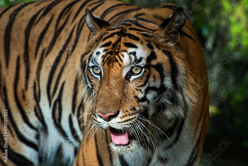 The tiger stands to look at something with interest.