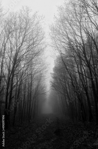 Wald im Nebel, Bäume in schwarz-weiß
