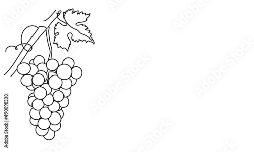 Bunches of grapes and leaves. Vine. Vector line drawing on white or transparent background