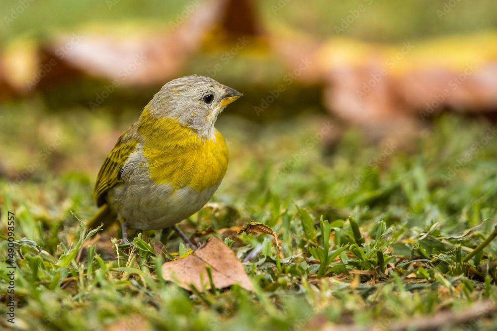 beautiful photo of a small yellow exotic tropical bird walking on the green grass on a sunny day in the park beautiful photo of a small yellow exotic tropical bird walking on the green grass on a sunny day in the park
