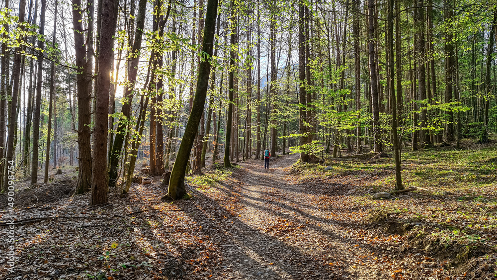 Active young adult woman with a backpack walking in autumn in a green forest in Styria, Austria. Active lifestyle in fall. leisure activity Caucasian. Morning walk on hiking trail. Fresh air.Breathing Active young adult woman with a backpack walking in autumn in a green forest in Styria, Austria. Active lifestyle in fall. leisure activity Caucasian. Morning walk on hiking trail. Fresh air.Breathing