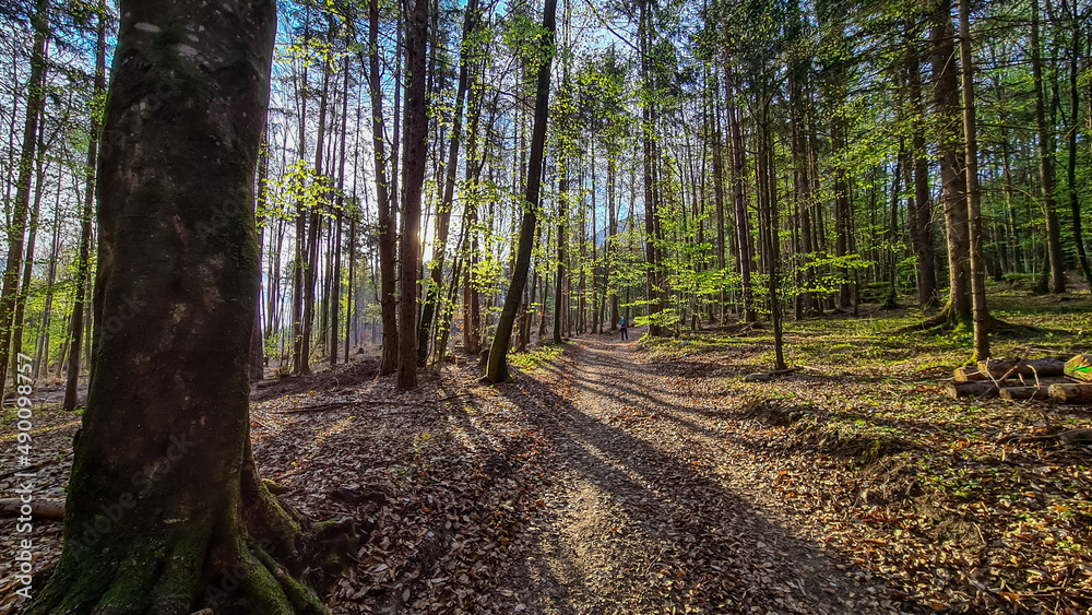 Active young adult woman with a backpack walking in autumn in a green forest in Styria, Austria. Active lifestyle in fall. leisure activity Caucasian. Morning walk on hiking trail. Fresh air.Breathing Active young adult woman with a backpack walking in autumn in a green forest in Styria, Austria. Active lifestyle in fall. leisure activity Caucasian. Morning walk on hiking trail. Fresh air.Breathing
