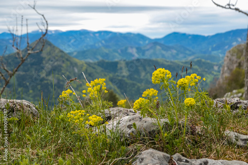Scenic view from summit of mount Roethelstein near Mixnitz in Styria, Austria. Small alpine meadow with yellow flowers in the Grazer Bergland in Styria, Austria. Wandelust photo