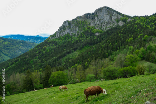 Cattles grazing on an alpine meadow with scenic view on a alpine meadow and mount Rothelstein near Mixnitz in Styria, Austria. Landscape of forest and woodland in the valley of Grazer Bergland.