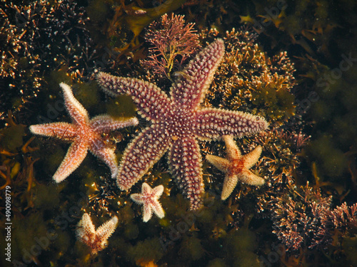 Colorful starfish in tidal pool © Raina