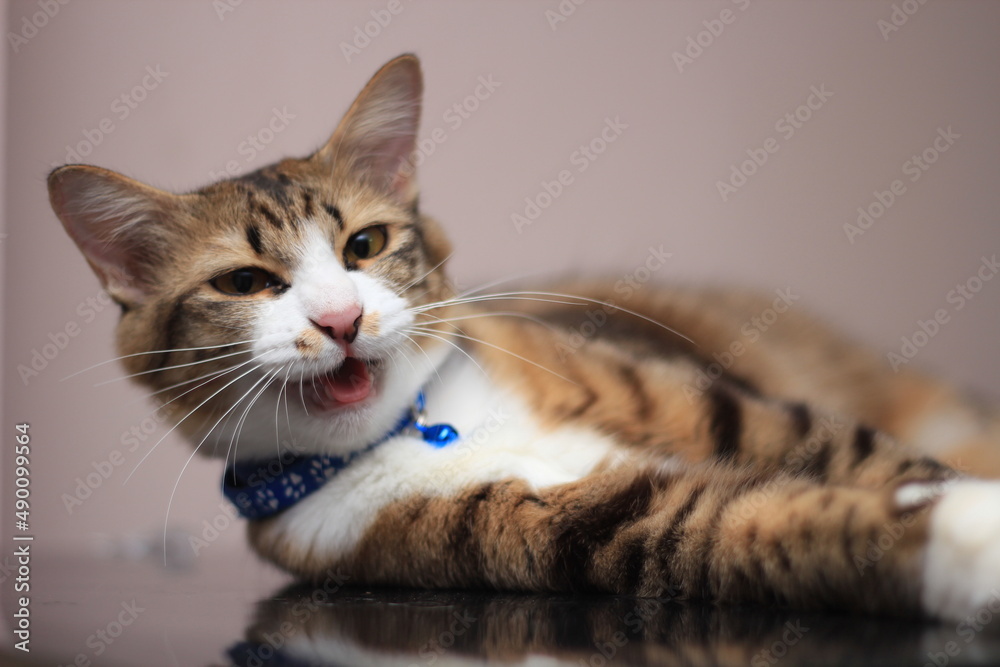 A cat sits comfortably on a casual day against a light brown background.