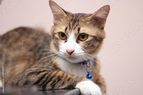 A cat sits comfortably on a casual day against a light brown background.