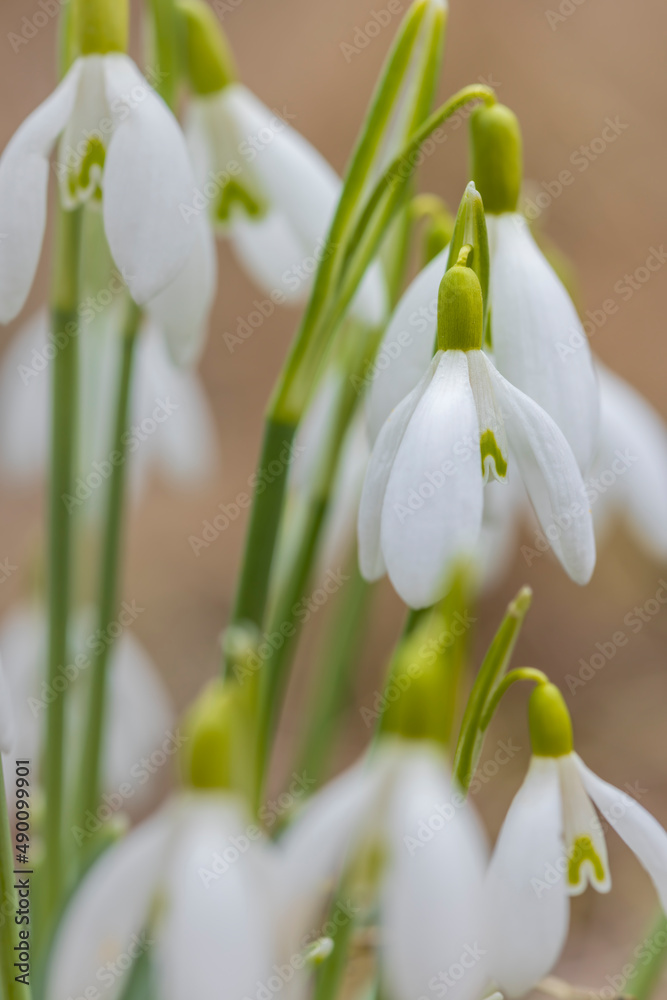 Fototapeta premium Snowdrops, Podyji, Southern Moravia, Czech Republic