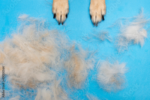 Photography dog hair after grooming on a blue background. dog paws