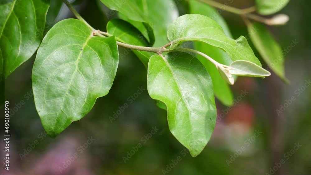 Loranthus with a natural background. Parasitic plants that grow on the branches of woody trees. It belongs to the family Loranthaceae Loranthus with a natural background. Parasitic plants that grow on the branches of woody trees. It belongs to the family Loranthaceae