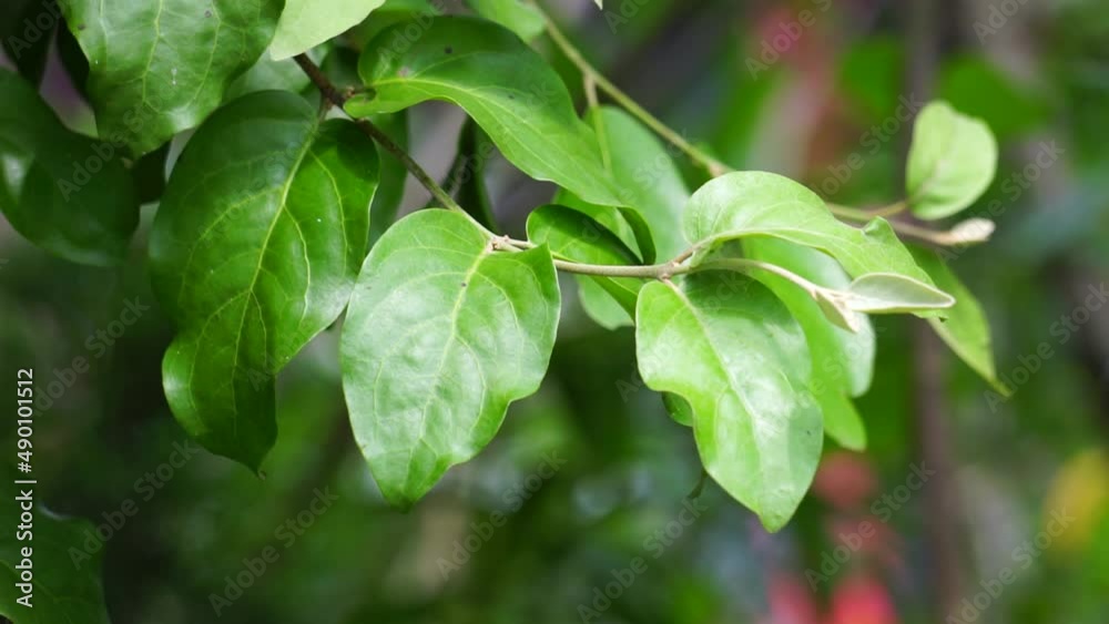 Loranthus with a natural background. Parasitic plants that grow on the branches of woody trees. It belongs to the family Loranthaceae Loranthus with a natural background. Parasitic plants that grow on the branches of woody trees. It belongs to the family Loranthaceae
