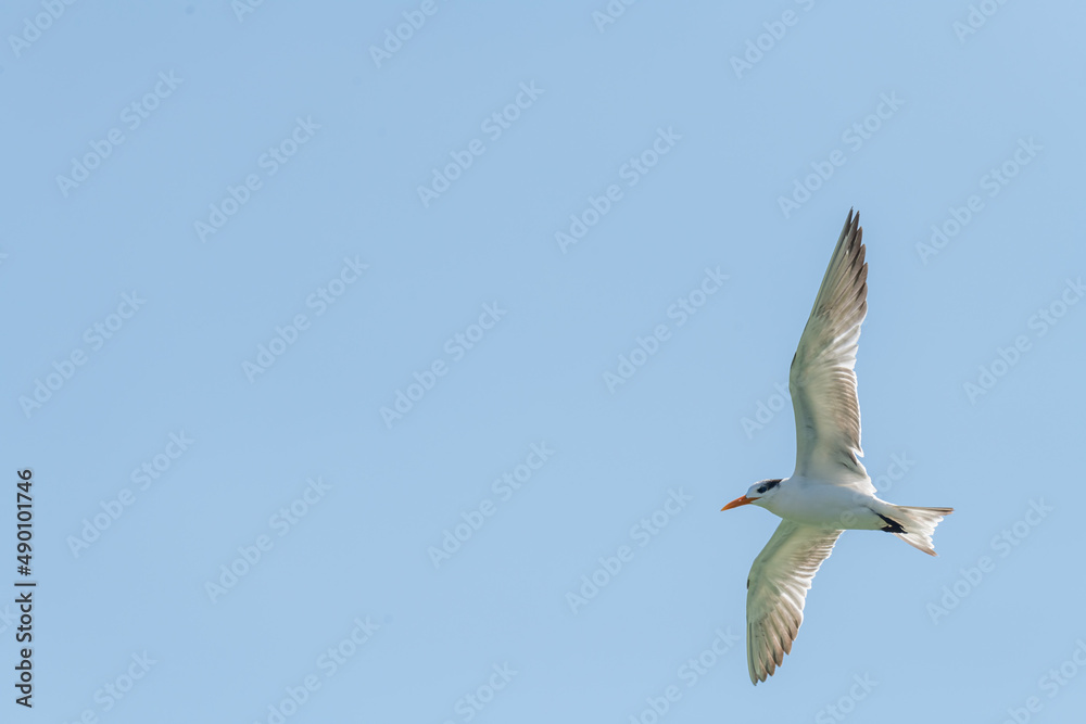 A Royal Tern (Thalasseus maximus) in flight against a clear blue sky in Florida, USA. A Royal Tern (Thalasseus maximus) in flight against a clear blue sky in Florida, USA.