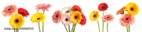 Leinwand Poster Set with beautiful gerbera flowers on white background