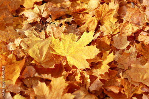 Autumn yellow maple leaves lie on the ground.