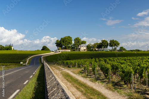 Typical vineyards near Chateau Pichon Longueville Comtesse de Lalande  Bordeaux  Aquitaine  France