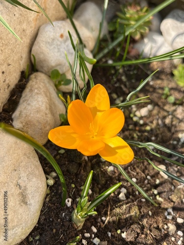 yellow flower on stone