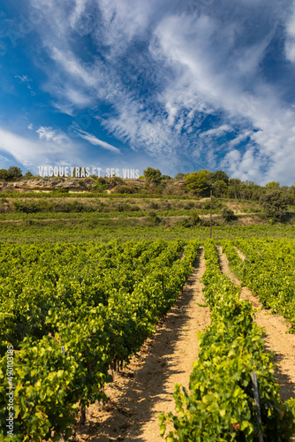 Typical vineyard near Vacqueyras, Cotes du Rhone, France photo