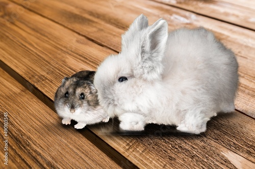 hamster and rabbit sitting side by side, animal pet friendship concept