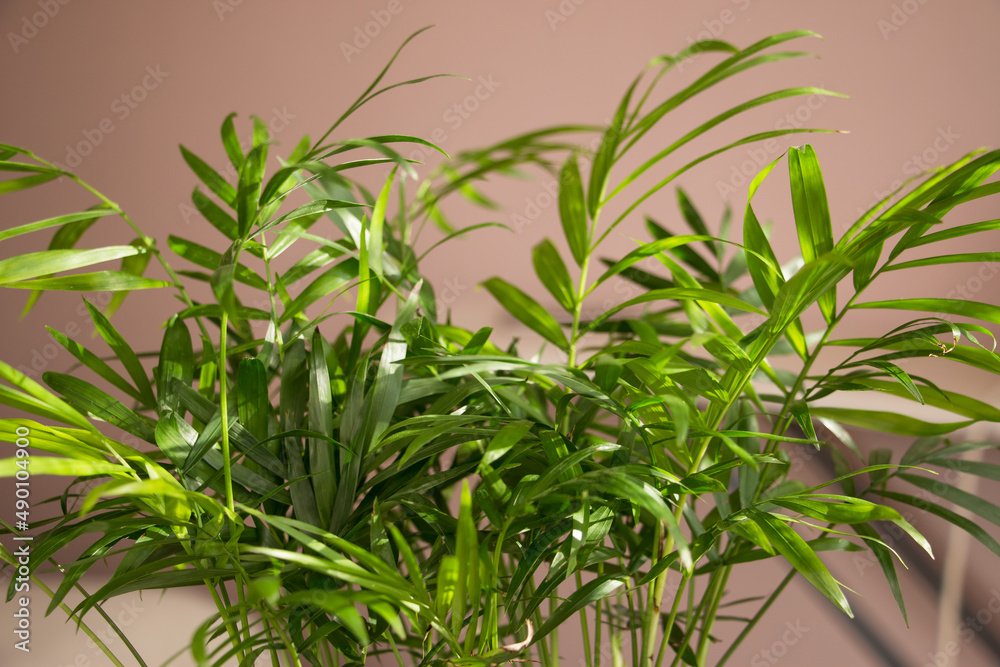 Hamedorea (palm) tropical plant on a sunny windowsill. The concept of home floriculture. Hamedorea (palm) tropical plant on a sunny windowsill. The concept of home floriculture.